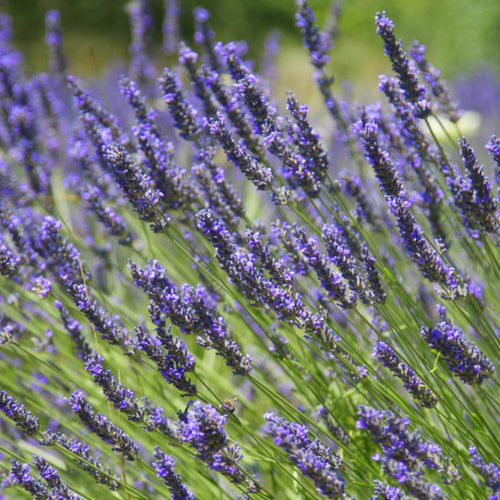 2 Lavender Plants, Live Lavender Flower Plant 2 to 4 Inch, Fragrant Shrub Indoor Outdoor Planting (Provence)