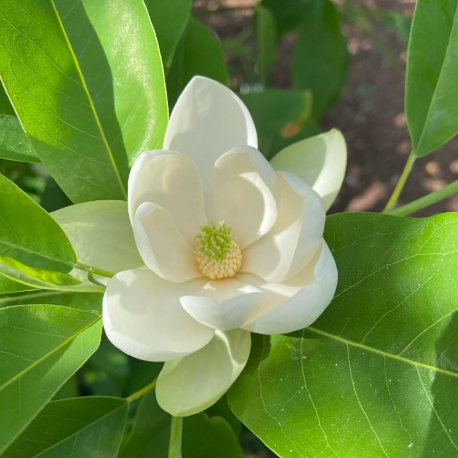 Sweetbay Magnolia Plant Live, White Magnolia Flowers Bush, 2-3 Feet Tall in 3 Gal, Ready to Grow, No Ship to CA