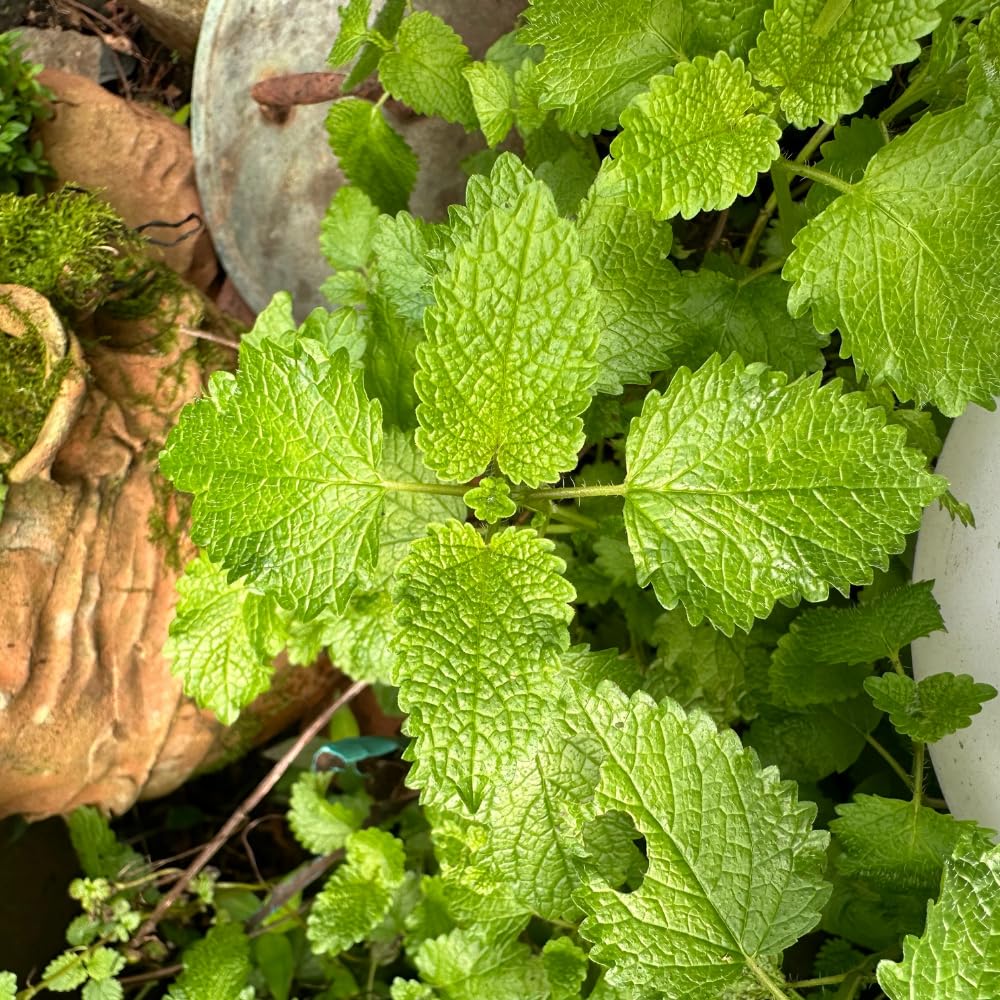 Set of 4 Lemon Balm Plants Live, Perennial Herb for Indoor or Outdoor Planting, 4-7 Inch Tall