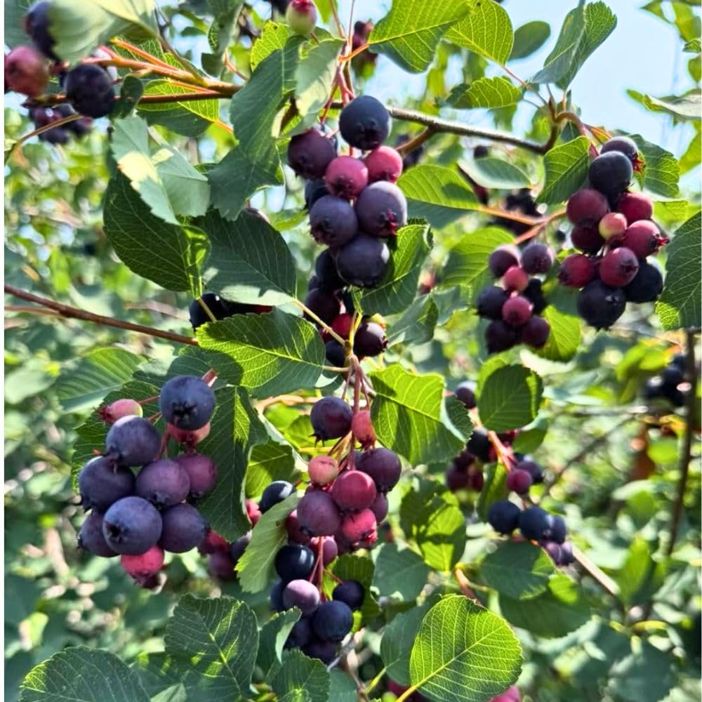 Live Serviceberry Fruit Tree, 6–12 Inch Tall