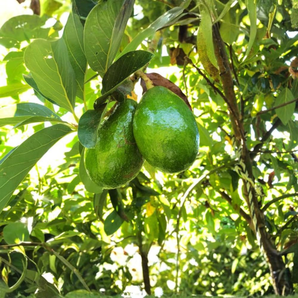 Oval Green Avocado Tree, Avocado Trees Live Plants, 2 Year Olds Avocado Tree, 3 Gallon Pot, 1-2 Feet Tall, Sweet Tropical Fruit for Planting, No Ship to CA