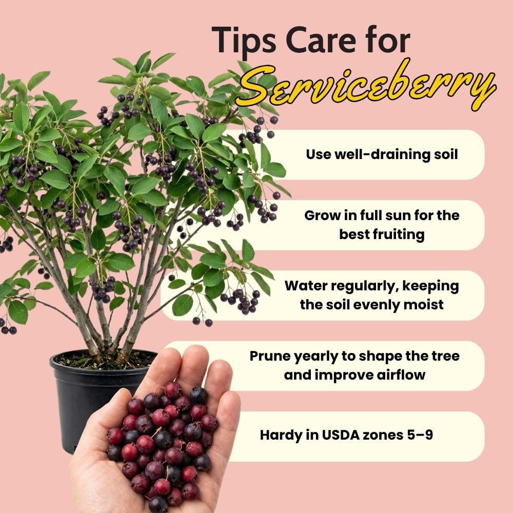 Live Serviceberry Fruit Tree, 6–12 Inch Tall