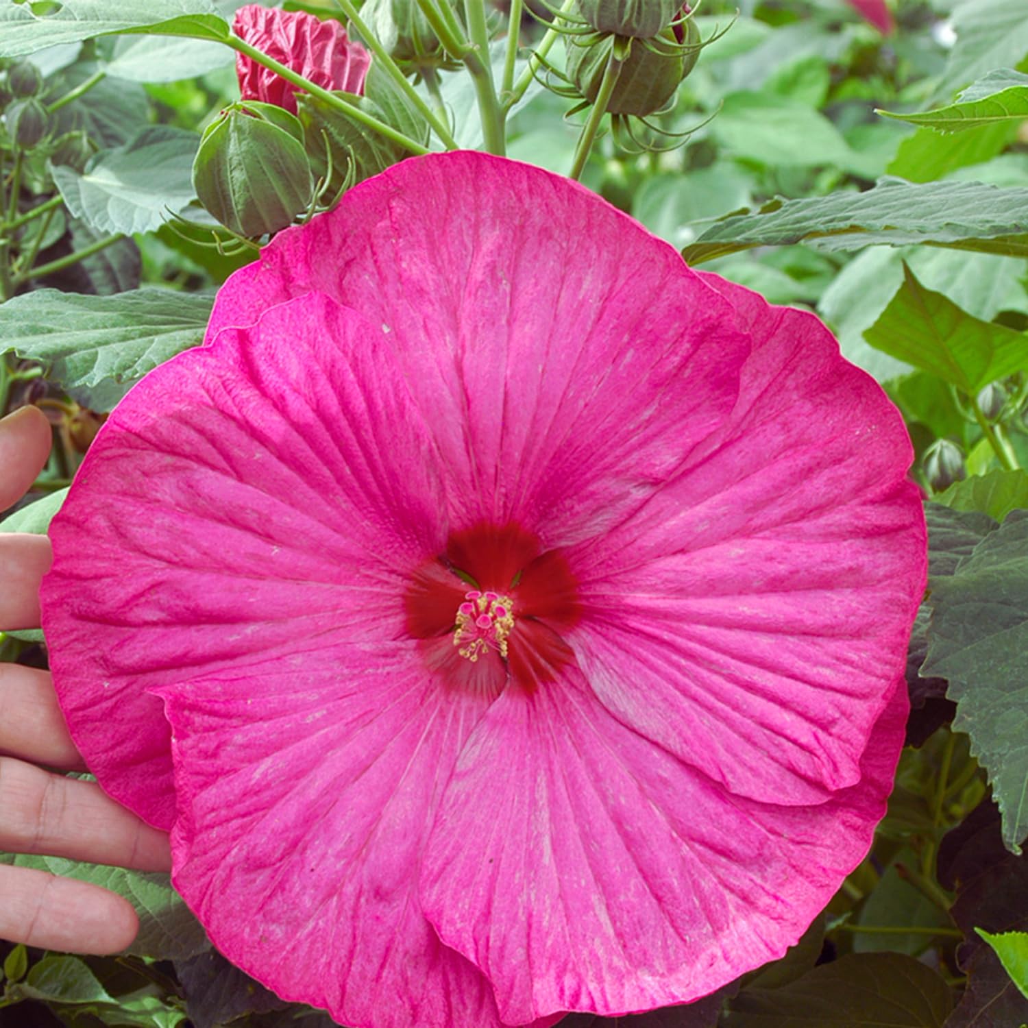 Set 2 Hibiscus Plants Live, Hardy Hibiscus Tree Live Plant, 5-9 Inch Tall, Hibiscus Flowers Plant to Grow (Rose Hibiscus)