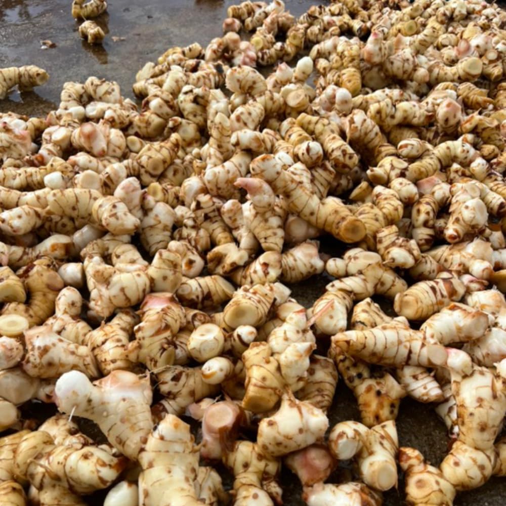 2 Thai Ginger Plants Galanga Live Herb Plants, Well-Rooted Starter Plant, from 4 to 7 Inc Tall, No Pot
