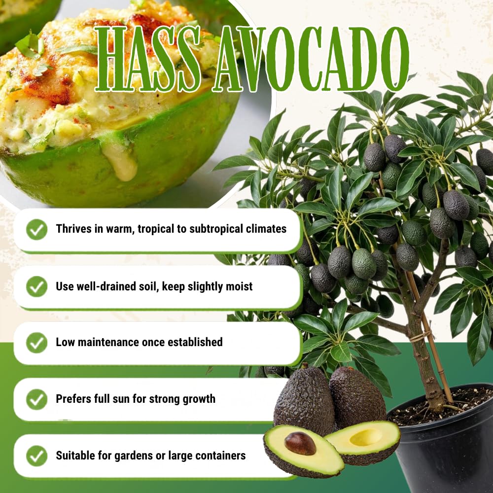 HASS Avocado Live Plant, Cold Hardy Avocado Tree 1-2 Feet in 3 Gallon Pot, Tropical Fruit for Outdoor Growing, No Ship to CA