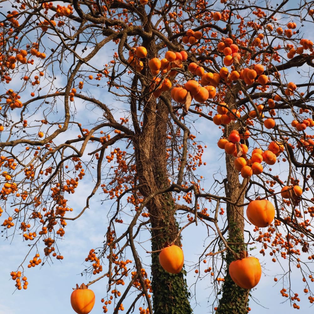 Persimmon Tree Live Plant,1 Feet Tall, Cold Hardy Fruit Persimmon Plant