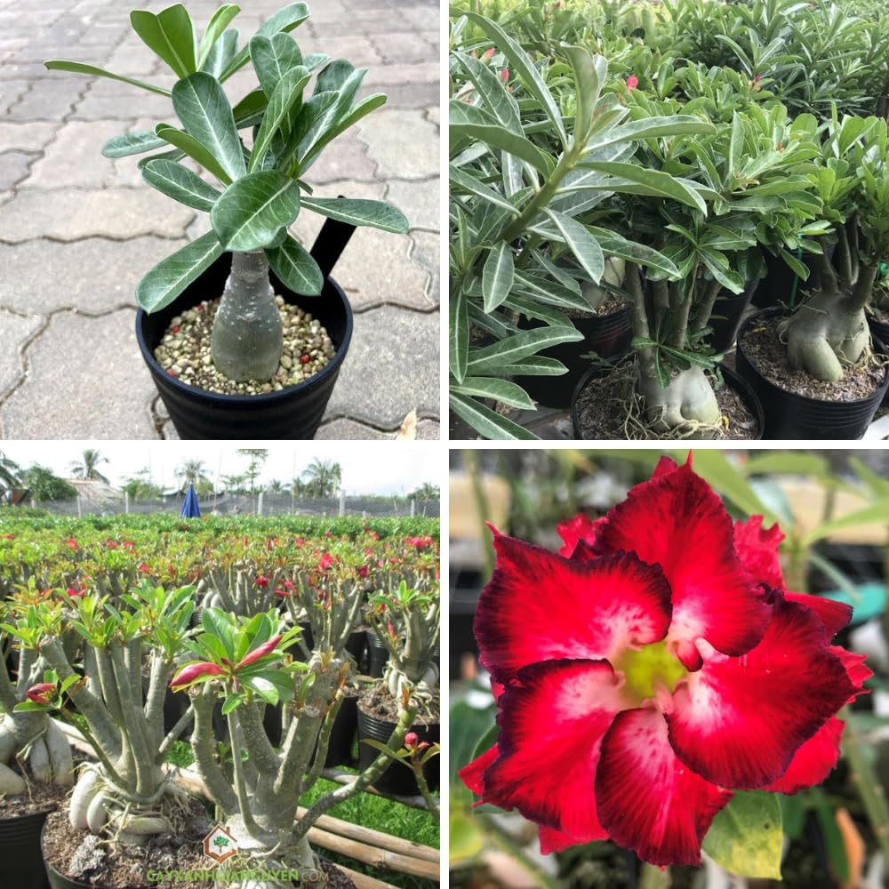 Pack 2 Adenium Desert Rose Plants Live, Red Desert Rose Seedlings 4-7” Tall, Succulent Flowering Bush Live