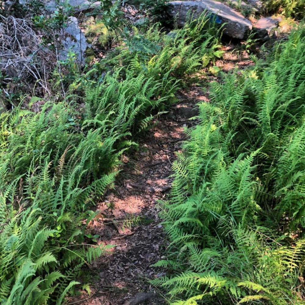 5 Live Ferns Roots for Outdoors, Green Ferns Live Rhizomes Outdoor Indoor, 3 to 5 Inc Tall for Gardening