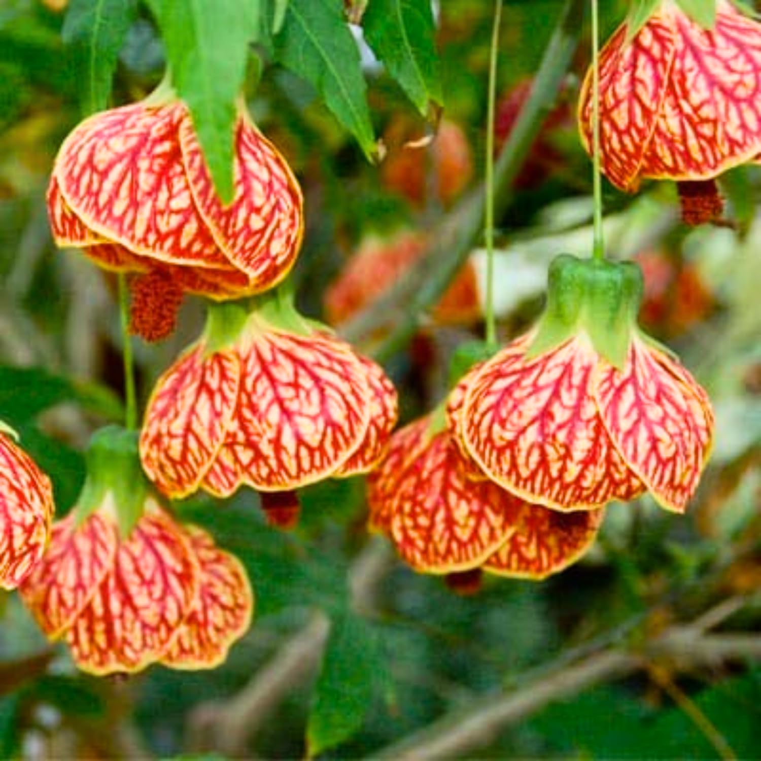 Orange Abutilon Plant Live, 5-9” Tall, Trailing Lantern Abutilon Flower Vine Home Garden