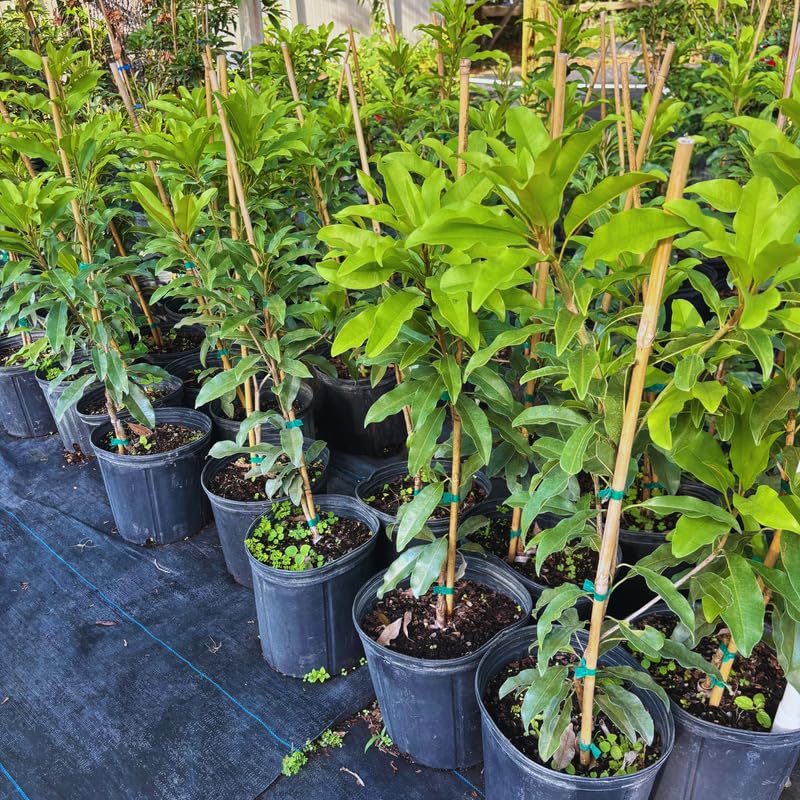 Sapodilla Tree, 3 Gallon Pot, 2 to 3 Ft Tall Sapodilla Fruit Plant for Planting Outdoors, No Ship to CA
