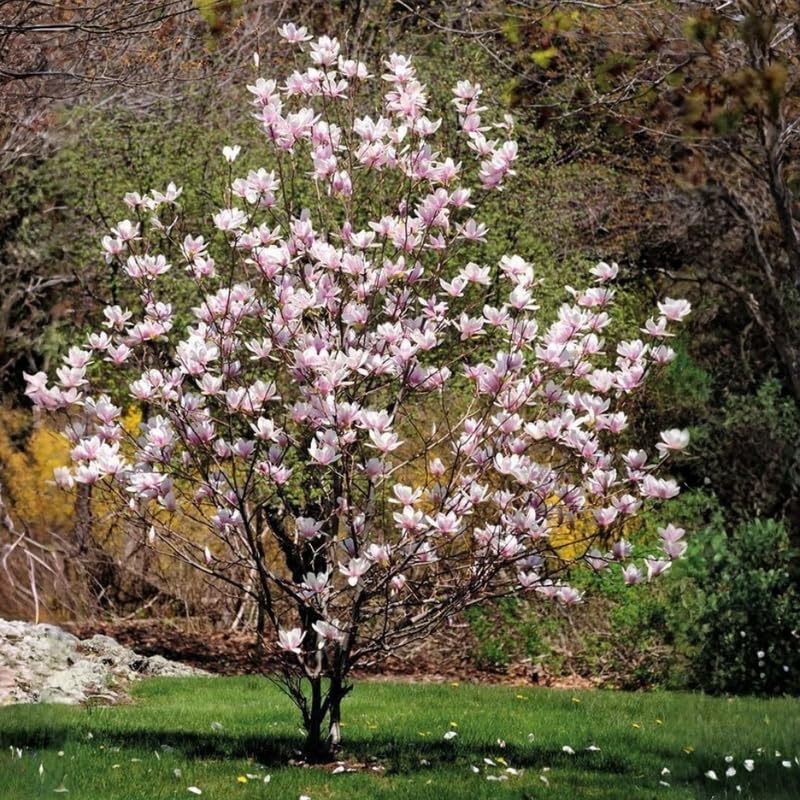 Jane Magnolia Tree Live Plant - 2-3 Ft Tall in 3 Gallon Pot - Pink Purple Flowering Magnolia for Outdoor Garden, No Ship to CA