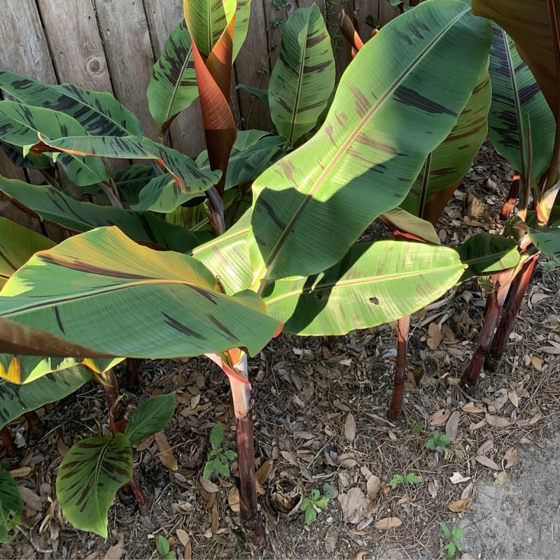 Zebrina Banana Plant, Banana Trees Live Plants, 4-6" Tropical Fruit Tree for Home Garden, Patio and Container Growing
