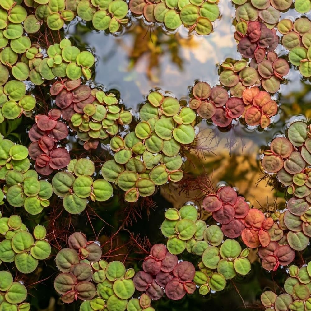 Set of 30+ Red Root Floater Live Plants, Floating Aquarium Plant
