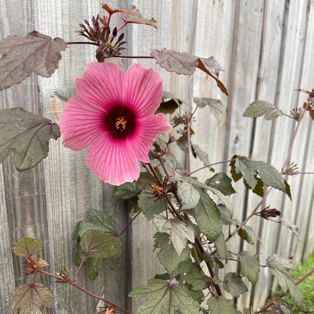 Set 2 Cranberry Hibiscus Tree Live Plant for Outdoor Planting, Well-Rooted, 4-7 Inches Tall