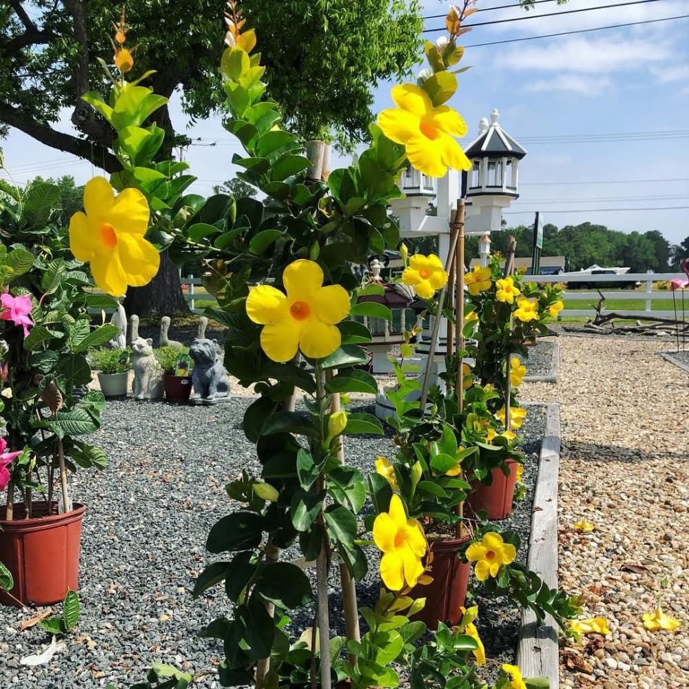Set of Mandevilla Plants, Mandevilla Vine Seedlings, Spring Flowering Vines, 4-7 Inches Tall for Indoor or Outdoor Planting (Yellow Mandevilla)