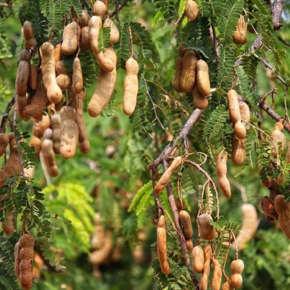 Live Tamarind Tree 18-24"Tall in 1 Gallon Pot, Live Tropical Fruit Plant, Tangy Tamarind Fruit Tree for Planting Outdoor Garden, No Ship to CA