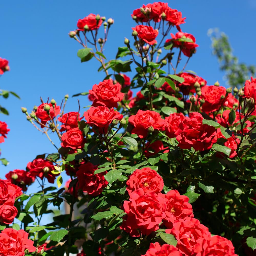 Red Rose Live Plants, Well Rooted from 2 to 3 Feet Tall, Live Rose Bushes Ready to Plant Outdoor, Compact Rose Bush for Gift and Garden