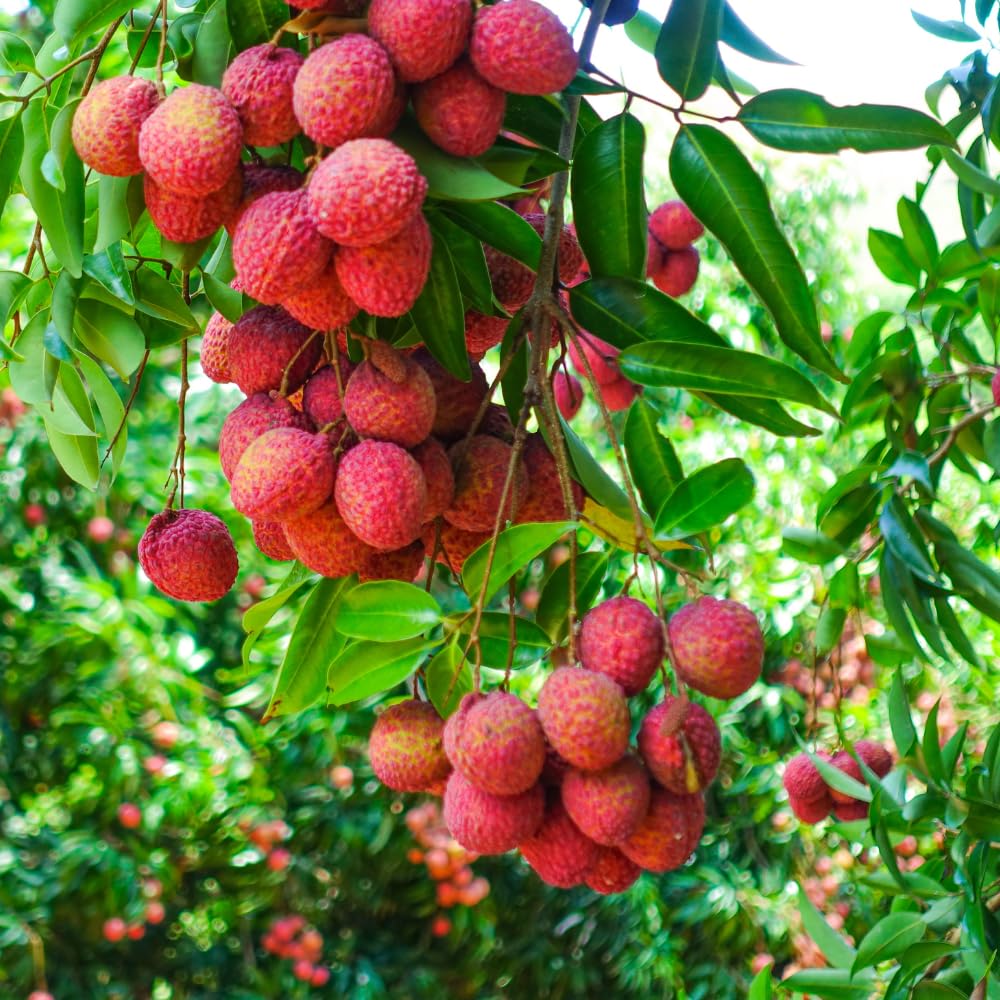 Airlayered Lychee Fruit Tree in 3 Gallon Pot, Litchi Plant Live 2 to 3 Feet Tall Well Rooted, Outdoor Planting, No Ship to CA