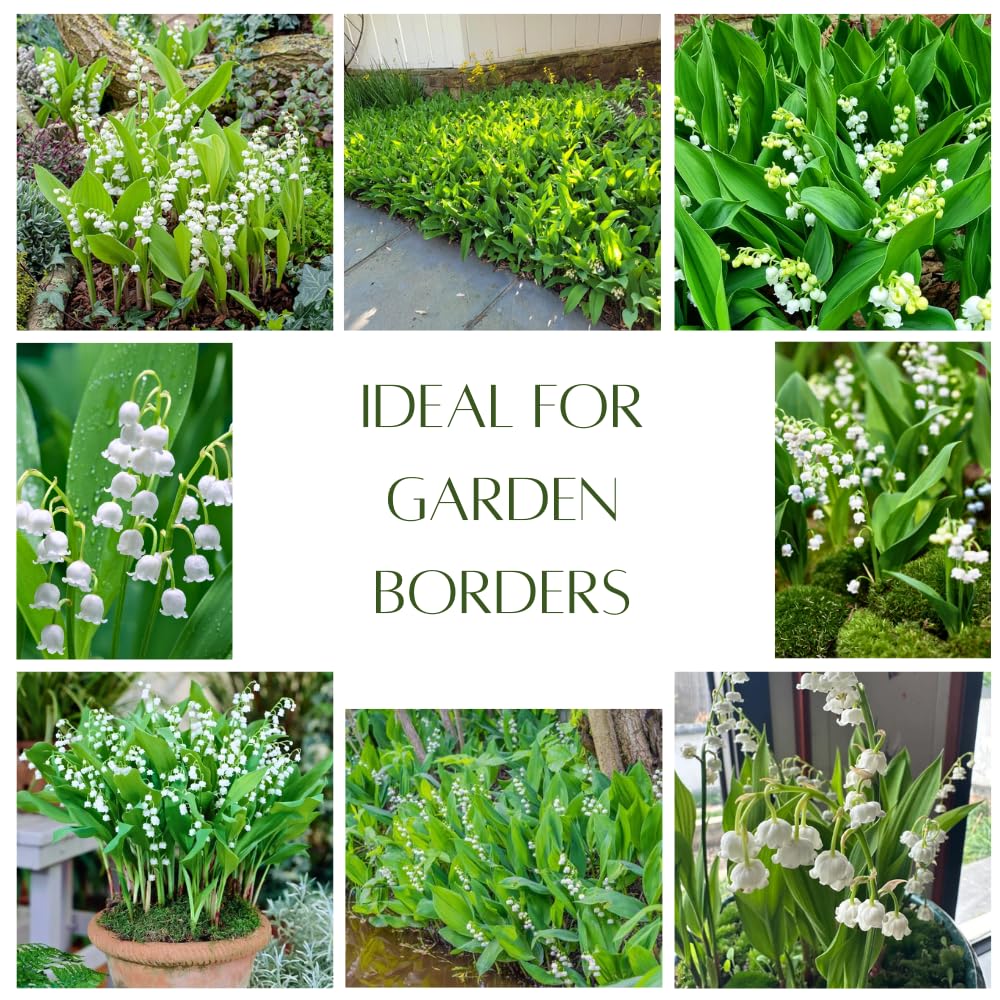 10 Fragrant Lily of The Valley Bulbs Roots for Planting, Perennial Sweet Fragrant White Flower, Zones 2 to 9, Cold Hardy