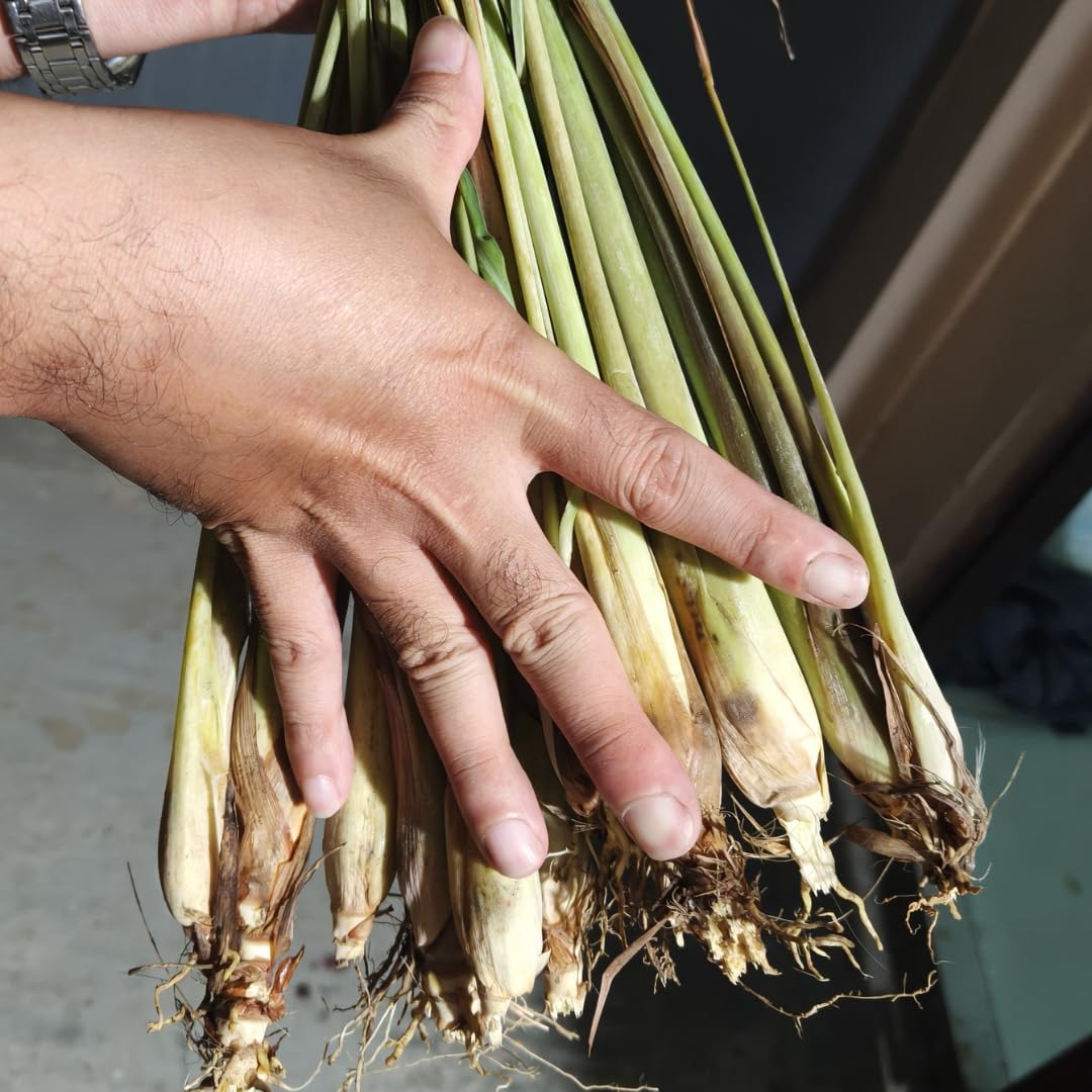3 Lemongrass Live Plants, Lemon Grass Plant Well-Rooted Stalks 5-9” Tall, Spring Planting Outdoor, Hardy Culinary Herb, Fragrant Herb