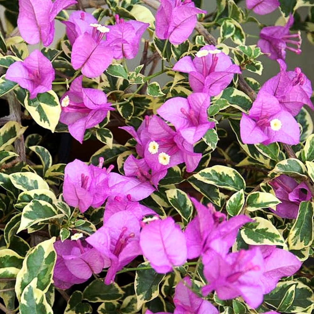 2 Bougainvillea Plants Live, Bougainvillea Flower Vine Plant, Indoor Outdoor Garden 4-7 Inches (Blueberry Ice)