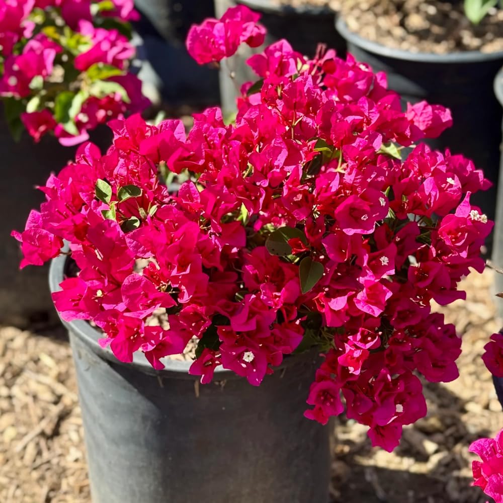 2 Bougainvillea Plants Live, Bougainvillea Flower Vine Plant, Indoor Outdoor Garden 4-7 Inches (Bright Pink)