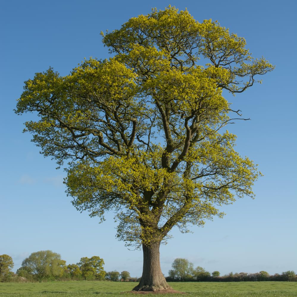 Oak Tree Live Plant, Oak Shades Tree in Quart Pot, Dormant in Winter, 6-12'' Tall, Ready to Grow Seedlings (Willow Oak)