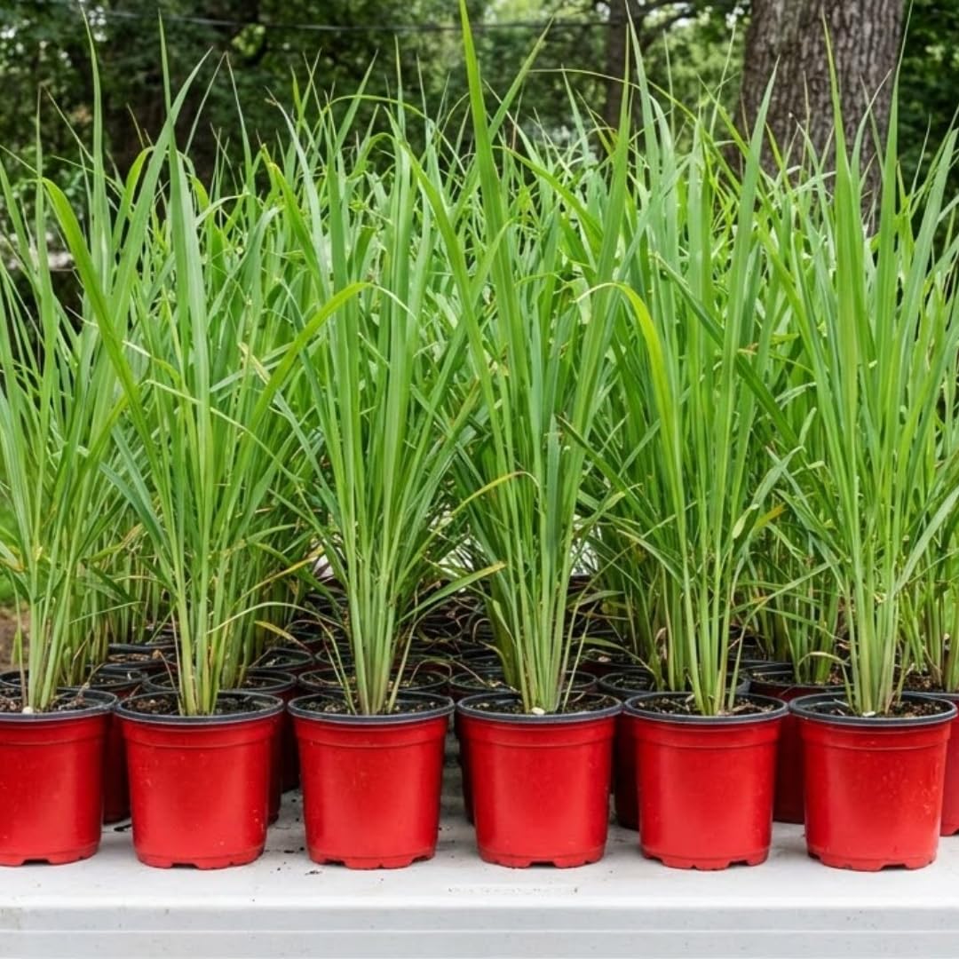 10 Large Lemongrass Plants Live Stalks, Lemon Grass Live Plant, Well Rooted and Hardy, Fragrant, 5-9" in Tall