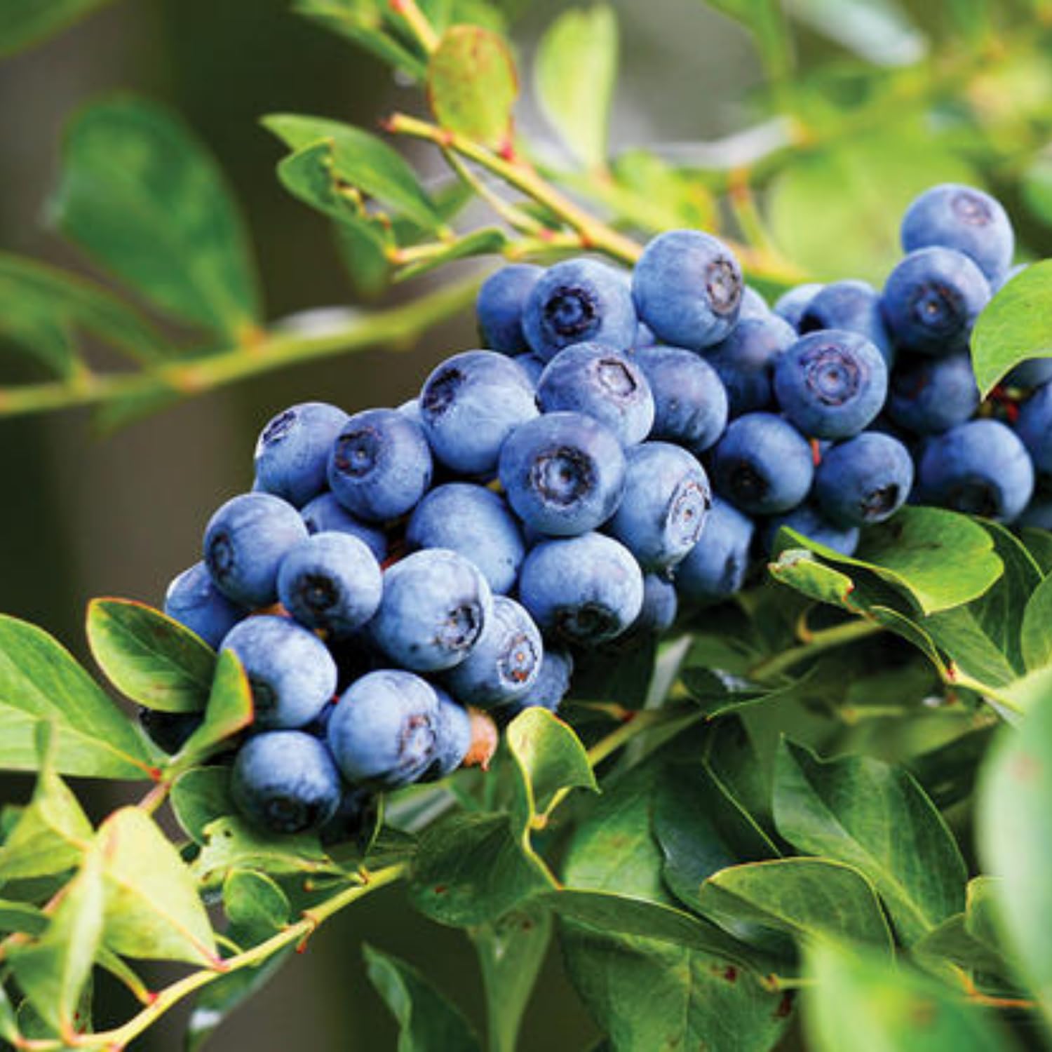 Set 2 Blueberry Bushes Live Plants, Blueberry Plants Live for Planting, Blueberry Fruit Trees, 5-9 Inch Tall (Jewel Blueberry)