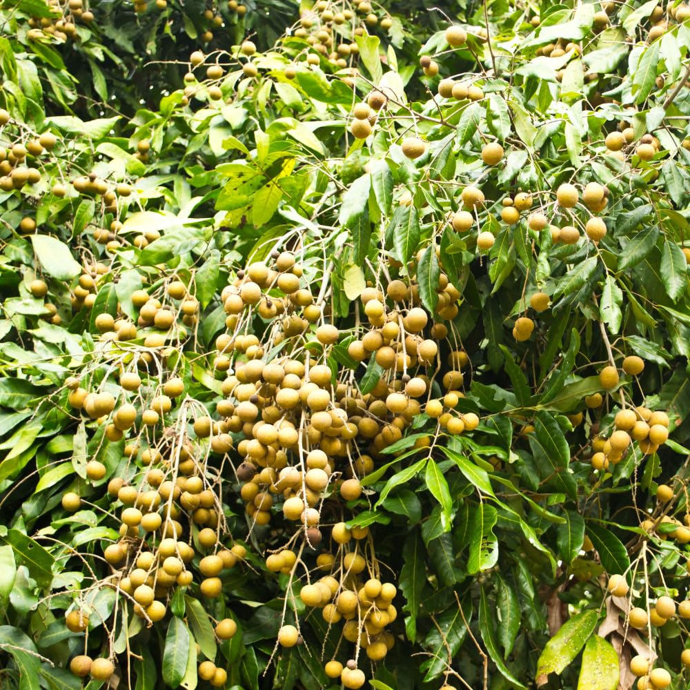 Longan Plant Live for Planting, 5-9 Inch Tall, Sweet Longan Fruit Tree, No Pot