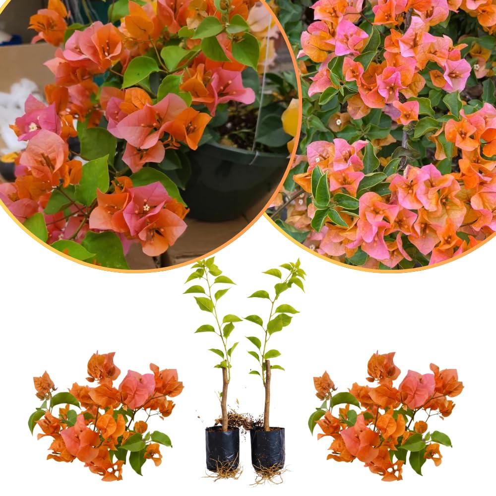 Set of 2 Bougainvillea Plants, Tropical Flowering Bougainvillea, Colorful Perennial Blooms, 5-8 Inches Tall for Indoor or Outdoor Planting (Orange Bougainvillea)