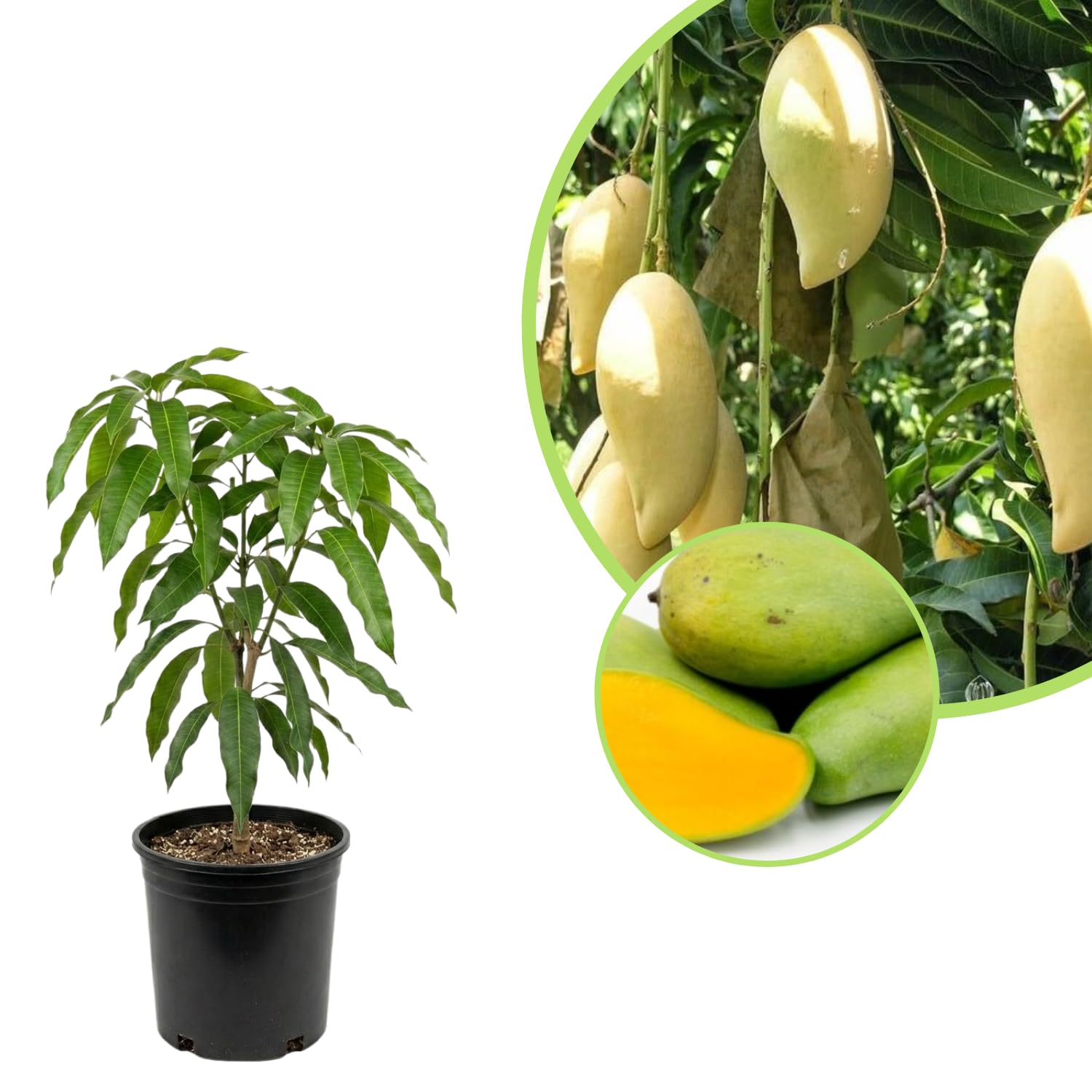 Green Mango Plant Live, Sweet Tropical Mango Live in 3 Gallon Pot, Mango Fruit Tree for Outdoor Planting, 3-4 Feet Tall, No Ship to CA