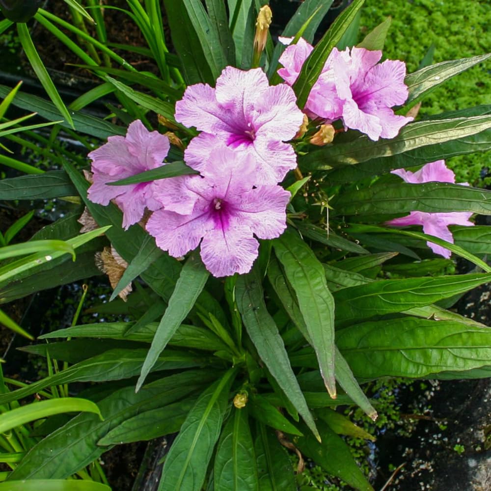 5 Pink Mexican Petunia Live Plants, Petunia Plants Live Flowering Perennial to Grow Outdoor Plants, 4-9 Inch Tall