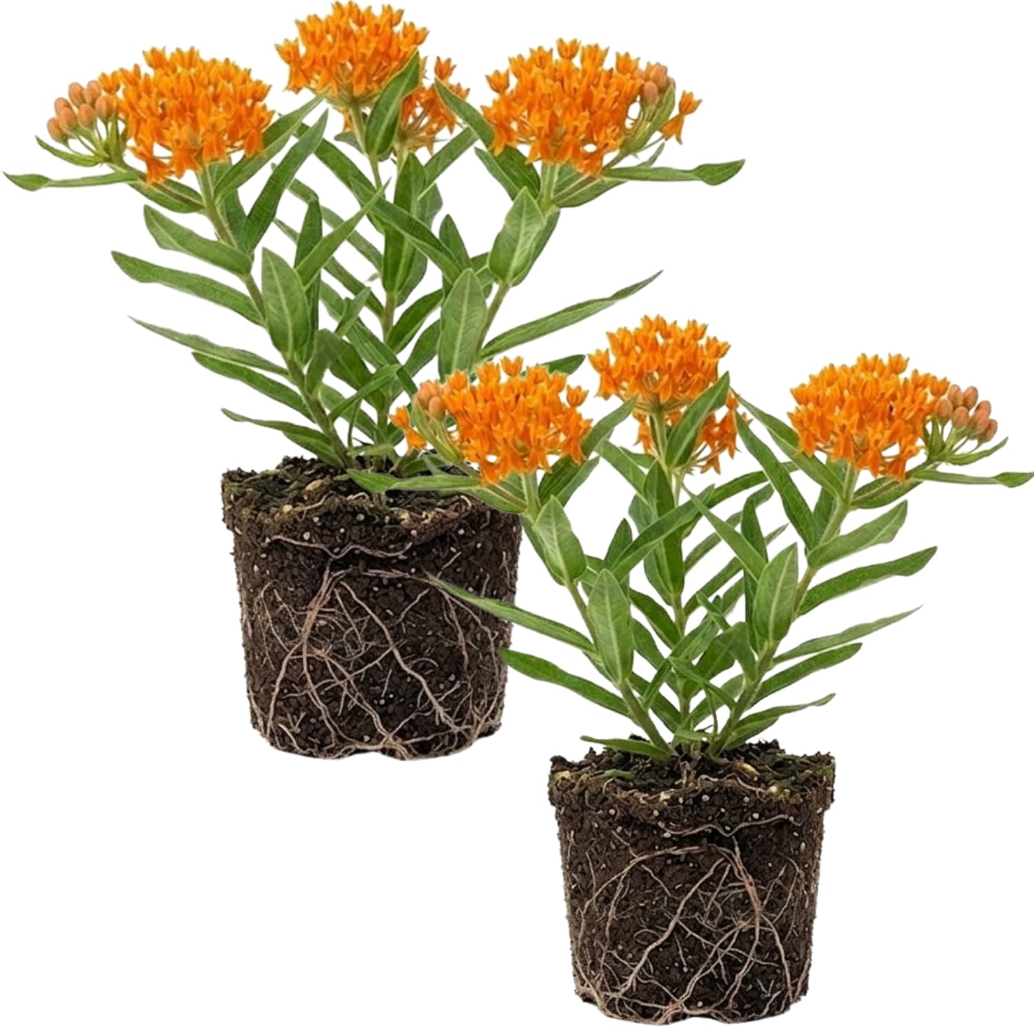 Set 2 Orange Milkweed Plants Live, 5-8" Tall Perennial Butterfly Milkweed Plants, Well Rooted, Asclepias Tuberosa Live Plant