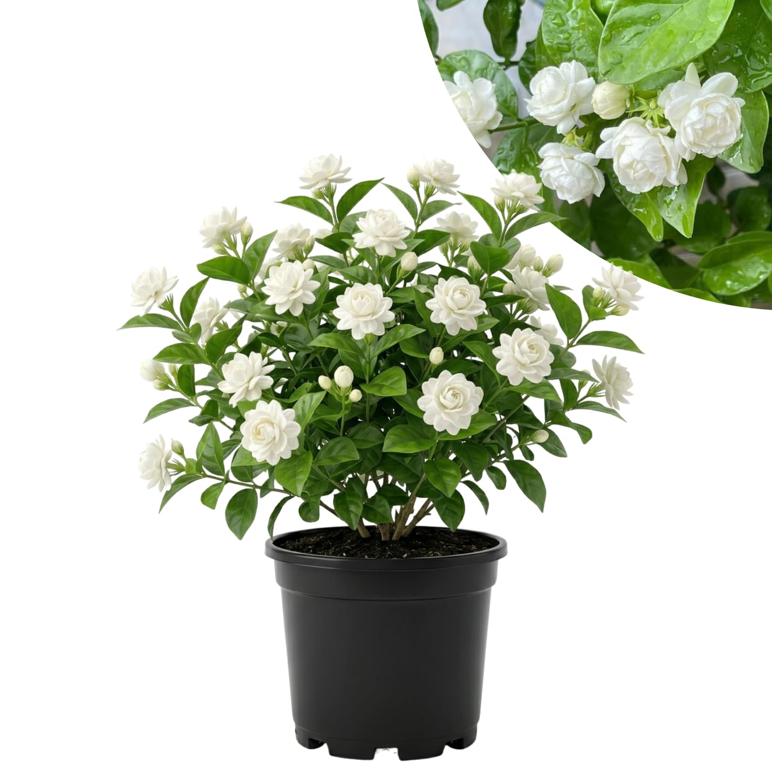 Duke Jasmine Plant Live, Fragrant White Blooming Vine, 2-3 Feet Tall in 3 Gallon Pot, Outdoor Garden Climbing Plant, No Ship to CA