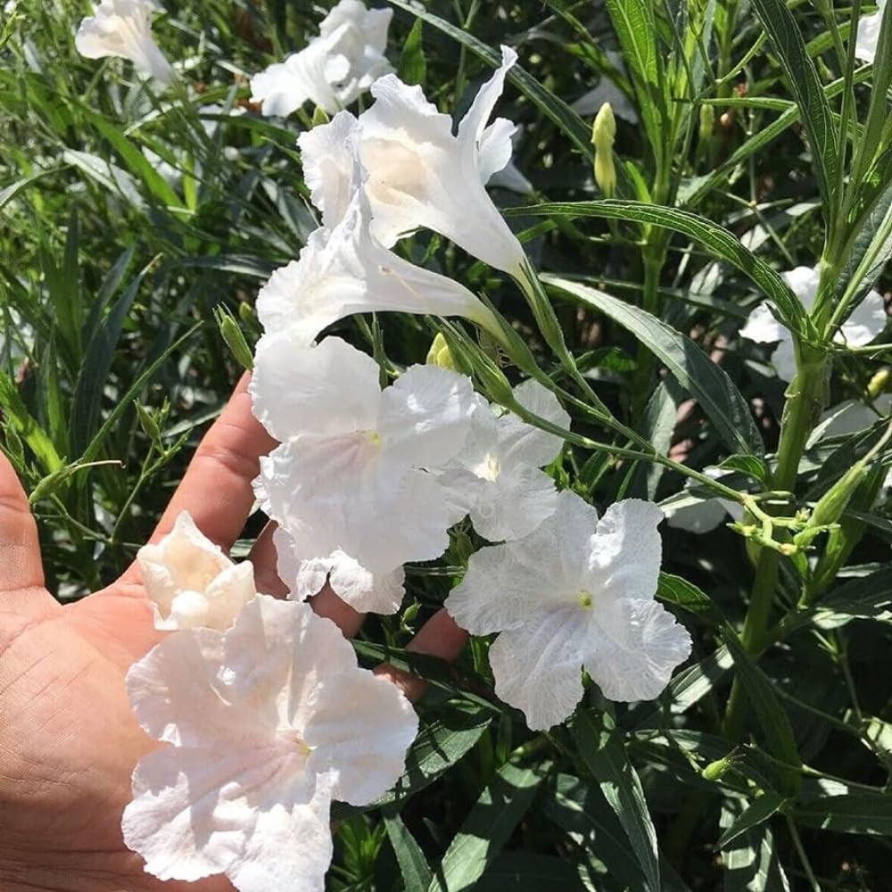 3 White Mexican Petunia Live Plants, Pink Petunia Flowers Seedlings, Petunias Live Plants, 4-8" Tall