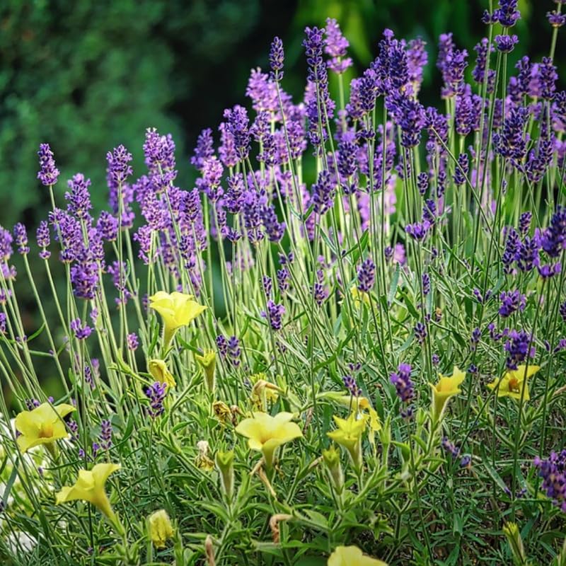 Set 2 Phenomenal Lavender Plants Live, Fragrant Lavender Herb Plant for Border and Container Growing, Perennial Lavenders Plugs 3-5'' Tall