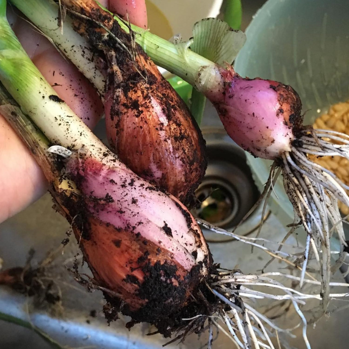 5 Hardy Walking Onion Live Plants, Fresh Vegetable Plant, 4 Inch Tall