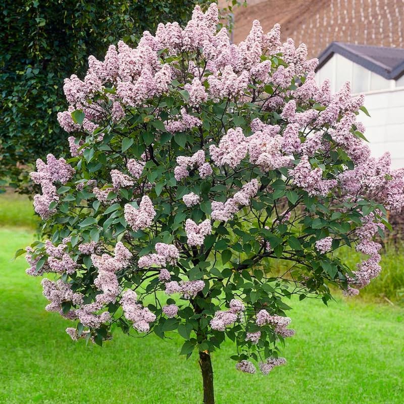 Lilac Plant Live in 4'' Pot, Fragrant Pink Flowers, Hardy Lilac Shrub for Outdoor Garden, 6-12'' Tall, Winter Dormant