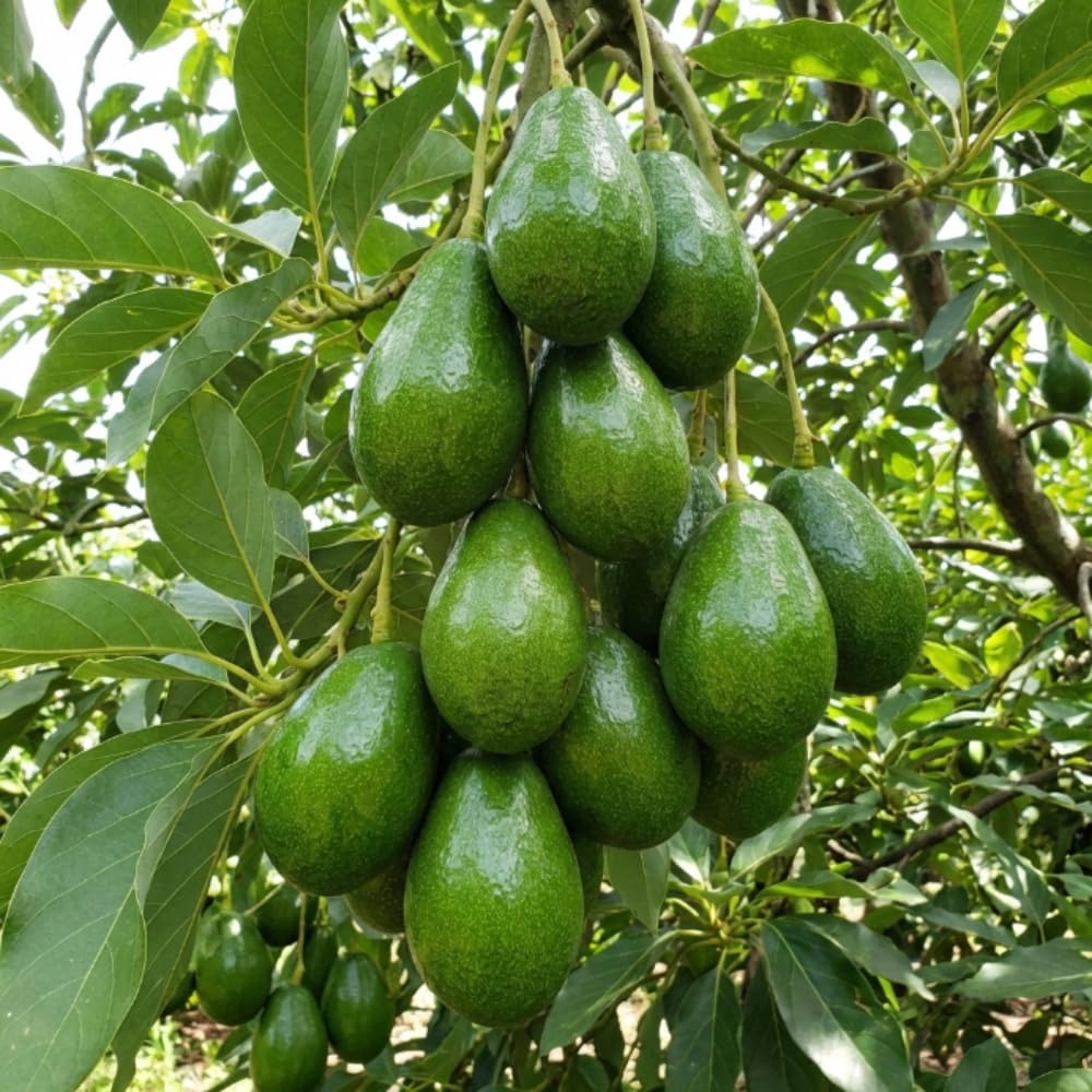 Long Green Avocado Plant Live, Avocado Fruit Tree in 3 Gallon Pot, Cold Hardy Avocado Plant for Container or Garden, 1-2 Feet Tall, No Ship to CA