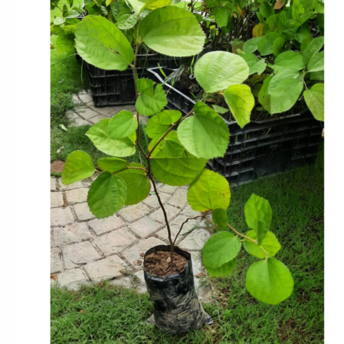 2 Sherbet Berry Plants Live, Sherbet Berry Fruit Trees, 5-9 Inch Tall