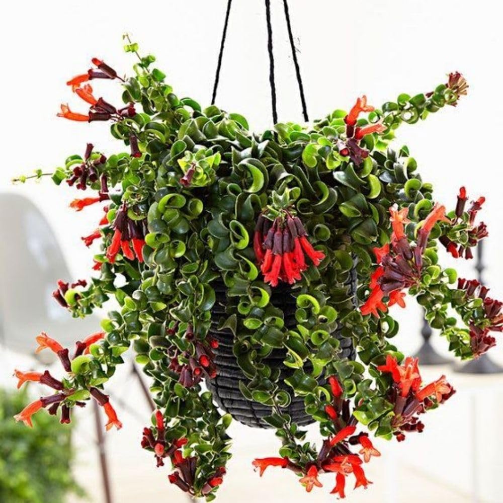 Red Lipstick Plant Live 4-6 Inch Tall, Curly Twisted Lipstick Plant, Curly Lipstick Trailing Vine Houseplant for Indoor Growing, No Pot