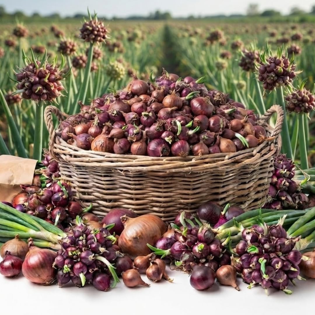 Set 10 Egyptian Walking Onion Topsets, Perennial Onion Bulbs for Planting