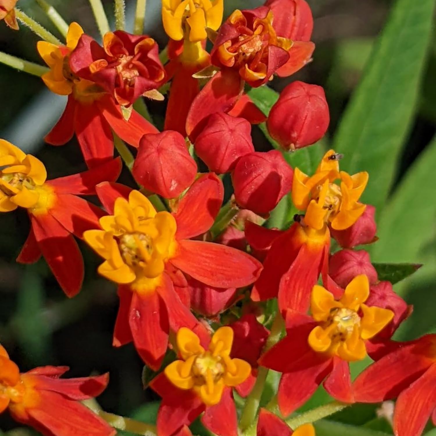 Milkweed Plants Live, 4 Red Milkweed Live Plants, Asclepias Tuberosa Plant from 5 to 9 Inches Long
