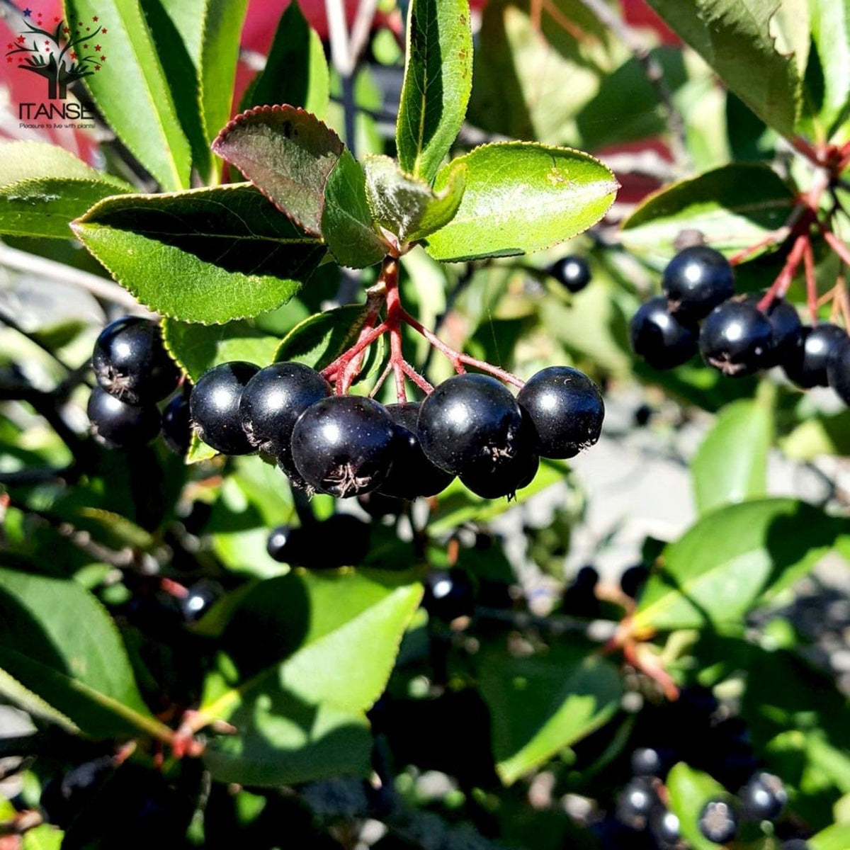Aronia Chokeberry Plant Live 6-12 Inch Tall