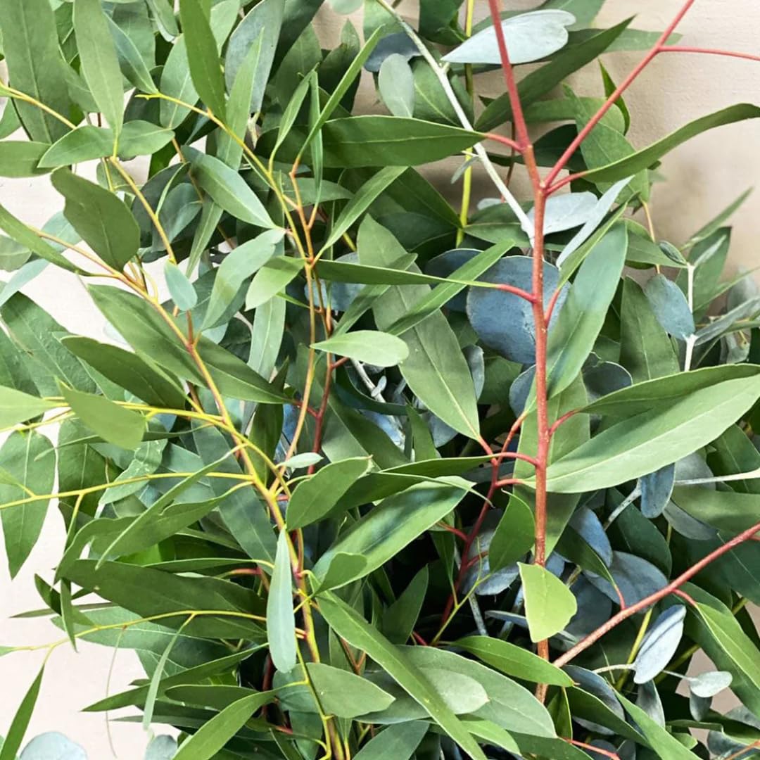 Set of 3 Lemon Bush Eucalyptus Trees Live Plants Bushes for Containers and Landscapes, Easy-Care, Starter Size, 3.5 to 6 Inc Tall, No Pot, Fragrant, Cold Hardy