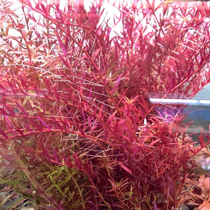 H'ra Red Rotala Rrotundifolia Aquarium Plants Live, 1 Bundle Rotala Aquatic Plants, No Root, 5 to 7 Stems, Live Aquarium Plants, Freshwater Aquarium for Planting