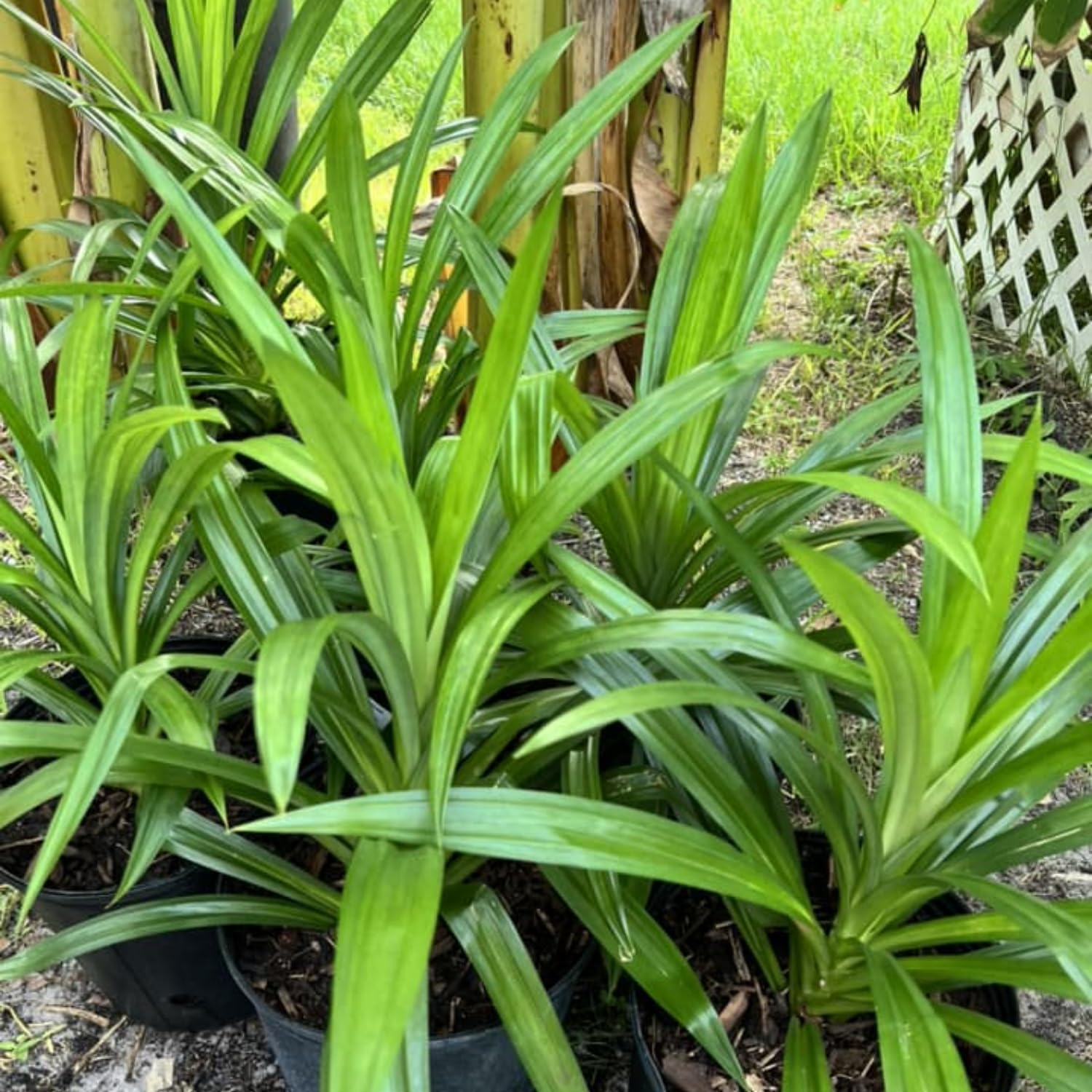 Pandan Plant Live Well-Rooted, 4-6” Tall, Fragrant Tropical Pandan Herb for Home Garden