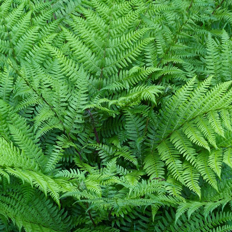 5 Lady Ferns Live Plants Rhizomes, Ferns Live Plants Outdoors Indoors, Pack 5 Bare Roots