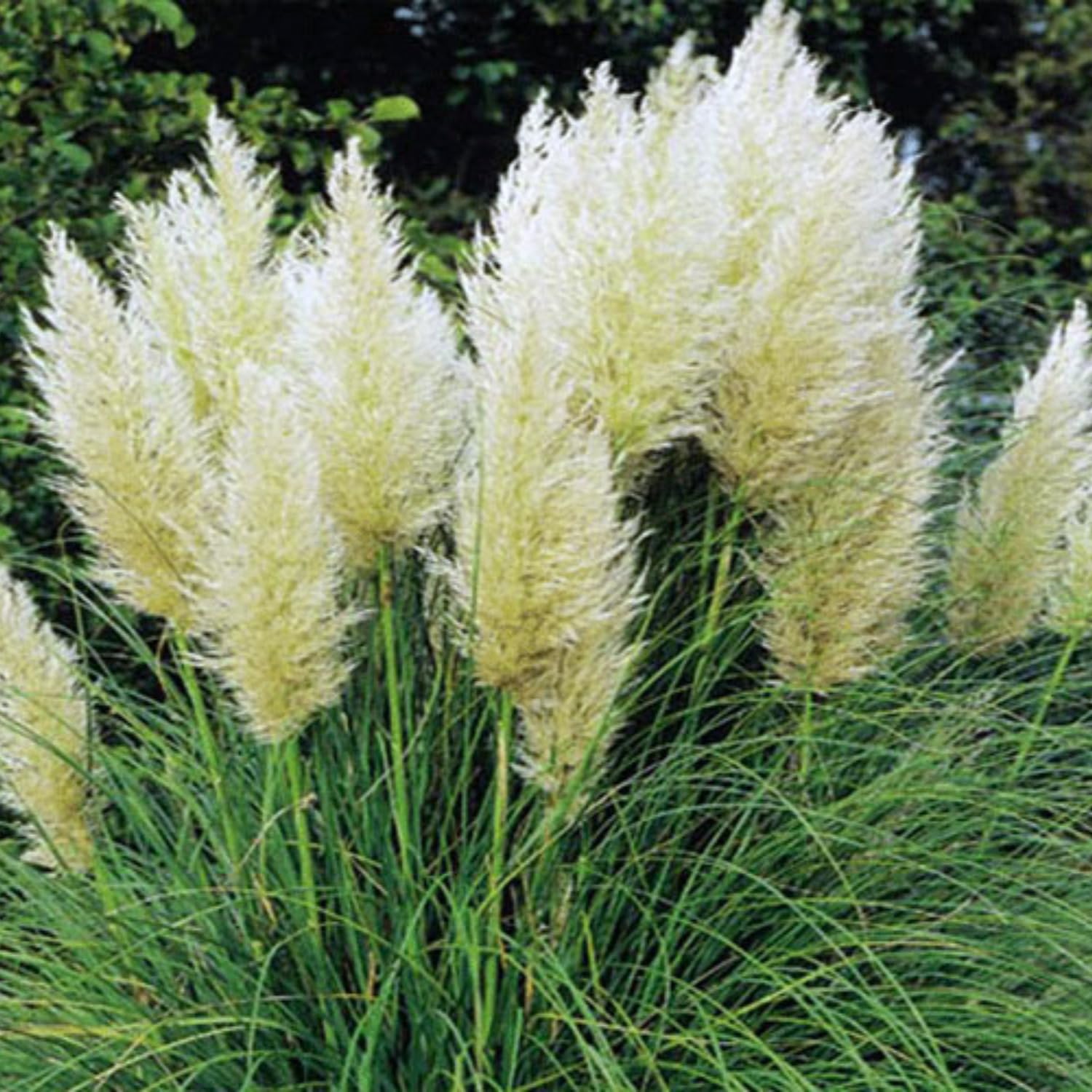 2 Pampas Grass Plants Live, Tall Ornamental Perennial Grass for Landscaping, 5-9 Inch Height Well Rooted (White Pampas Grass)